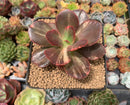 Echeveria 'Primadonna' Variegated 3" Succulent Plant