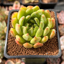 Echeveria Agavoides sp. 2" Succulent Plant