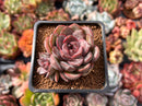 Echeveria 'Mirine' 1" Succulent Plant