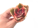 Echeveria 'Golden State’ Variegated 2"-3” Rare Succulent Plant