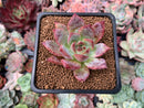 Echeveria 'Ice Call' 1"-2" New Hybrid Succulent Plant