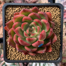 Echeveria Agavoides 'Prolifera' 3" Succulent Plant