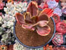 Echeveria 'Fimbriata' Variegated AKA 'Fasciculata' 3" Succulent Plant