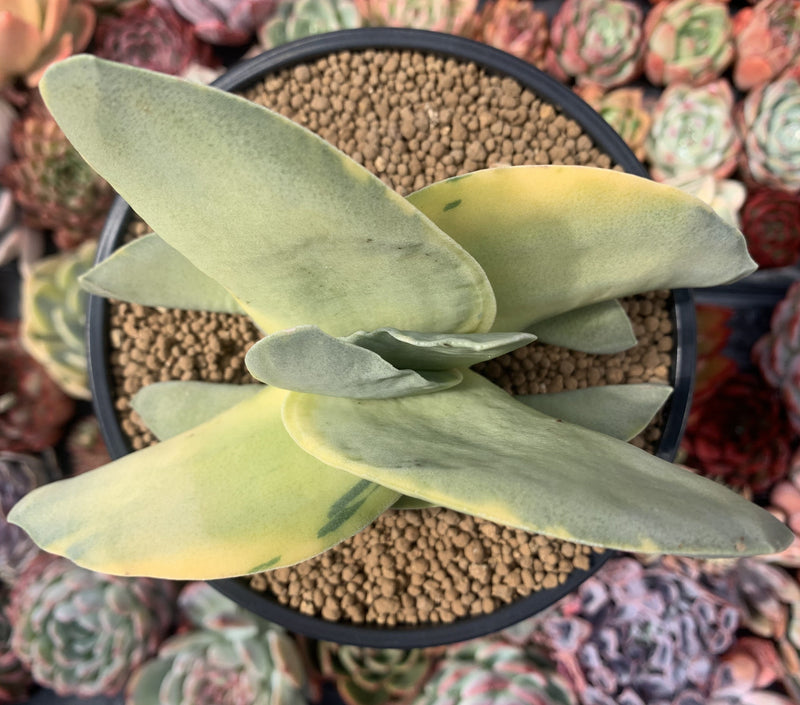 crassula falcata succulent Crassula 'Falcata' Variegated 4"-5" Succulent Plant – True Succulents Plant  Co