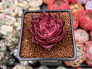 Echeveria Agavoides 'Red Ebony' 2" Succulent Plant