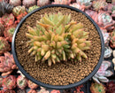 Echeveria Agavoides 'Maria' Crested 4" Succulent Plant