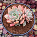 Echeveria sp. 4" Cluster Succulent Plant