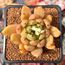 Echeveria Agavoides 'Venus' 2" Succulent Plant