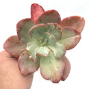 Echeveria 'Beserk' Variegated 5"+ Succulent Plant