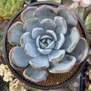 Echeveria 'Cream Sun' 5" (Not E. Ivory) Powdery Succulent Plant