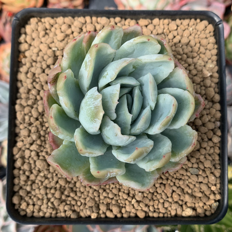 mutated succulent Echeveria 'Lemon Berry' Mutated/Variegated 3" Succulent Plant
