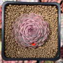 Echeveria 'Hongil' 2" Succulent Plant