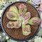 Echeveria 'Baron Bold' 3" Succulent Plant