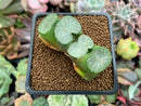 Haworthia Truncata 'Baek A' 2" Succulent Plant