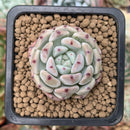 Echeveria 'Viyant' 1" Succulent Plant