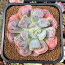 Echeveria 'Hearts Delight' 2"-3" Succulent Plant