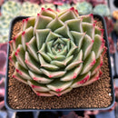 Echeveria 'Red Bellita' 3" Succulent Plant