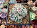 Echeveria 'Hearts Choice' 3" Double-Headed Cluster Succulent Plant