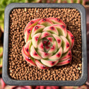 Echeveria 'Moonstone' 1" Succulent Plant