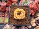 Echeveria Agavoides 'Silonica' 1" Succulent Plant