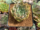 Echeveria 'Gemini' 3" Succulent Plant