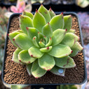 Echeveria Agavoides 'Helio' 2" Succulent Plant