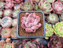 Echeveria 'Pena' 1" Succulent Plant