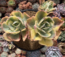 Echeveria 'Enfant' Variegated Cluster 5" Large Succulent Plant