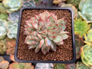 Echeveria 'Esther' Crested 2"-3" Succulent Plant