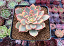 Echeveria 'Esther' Variegated 2" Succulent Plant
