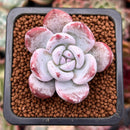 Echeveria 'Ivory' 1" Powdery Succulent Plant