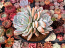 Echeveria 'Ivory' 5" Powdery Succulent Plant