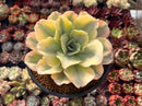 Echeveria 'Japan Moon River' Variegated 4" Succulent Plant