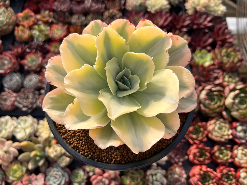 japan moon river succulent Echeveria 'Japan Moon River' Variegated 4" Succulent Plant – True Succulents Plant Co