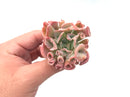 Echeveria ‘Trumpet Pinky’ 2"-3" Rare Succulent Plant