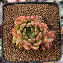 Echeveria Agavoides 'Sarabony' 2"-3" Cluster Succulent Plant