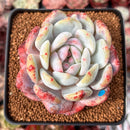 Echeveria 'Orange Monroe' 3" Succulent Plant