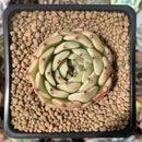 Echeveria 'Melanie' New Hybrid 2" Succulent Plant