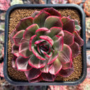 Echeveria Agavoides 'Star Boss' Variegated 4" Succulent Plant