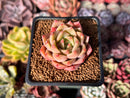 Echeveria Hybrid sp. 1"-2" Succulent Plant