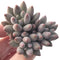Pachyphytum 'Angels Finger' Cluster 3" Succulent Plant