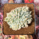 Echeveria 'Monroe' Crested 3" Succulent Plant