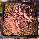 Echeveria 'Purplitic' 2" Cluster Succulent Plant