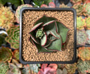 Echeveria 'Longissima' Hybrid 2" Succulent Plant