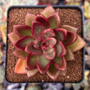 Echeveria Agavoides 'Pine Rose' 2"-3" Succulent Plant