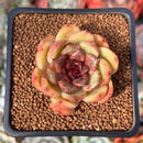 Echeveria 'Russet Plum' 1" (First Generation Seed Grown) Succulent Plant
