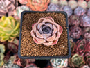 Echeveria Hybrid sp. 1"-2" Succulent Plant