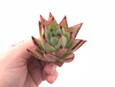 Echeveria Agavoides Montana 2” Rare Succulent Plant