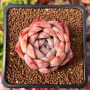 Echeveria 'Coloraz' 2" Succulent Plant