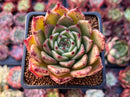 Echeveria Agavoides 'Sarabony' 2" (Seed Grown) Succulent Plant
